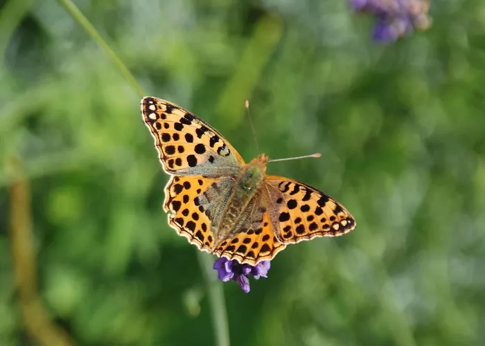 Mobile Im Mit Seezugang